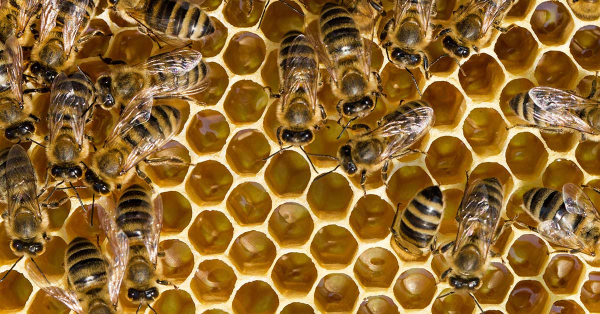 abejas en su panal