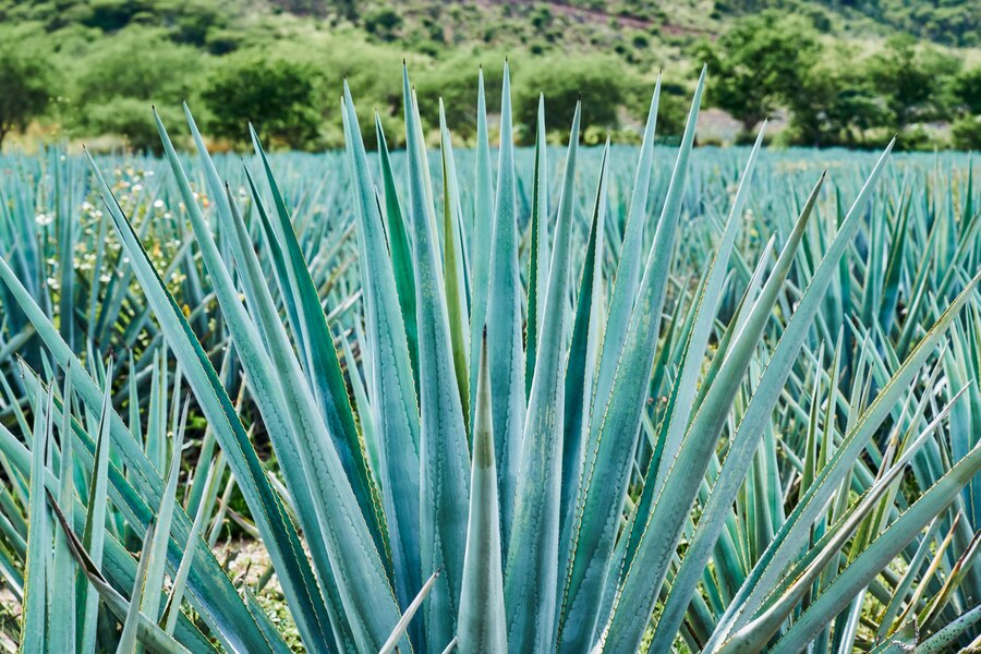 plantacion agave azul campo hacer tequila concepto industria tequila 529727 163